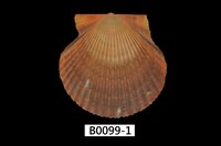 藏品(核海扇蛤)的圖片